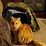 Freddy is registered to the contest to win money with this photo: animal, blanket, carpet, cat, cozy, crate, fireplace, fluffy, fur, furniture, home_interior, indoor, long_hair, orange_cat, pet, pet_carrier, portrait, sitting, tail, whiskers