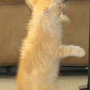 Freddy is registered to the contest to win money with this photo: blue_ball, carpet, cat, couch, curious, cute, domestic_animal, fur, furniture, indoor, kitten, mid_action, motion_blur, orange_cat, paw, pet, playing, small_pet, standing, toy