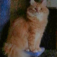 Freddy joined the competition — help win amazing prizes! blue_pad, blurred_background, cat, eyes, fluffy, fur, ginger, grainy, indoor, long_hair, looking_at_camera, low_light, orange_cat, paws, perch, pet, portrait, sitting, tail, whiskers