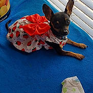 Mamacita joined the competition — help win amazing prizes! dog, small_dog, dress, red_bow, blue_blanket, window_blinds, indoor, curious, pet, animal, resting, black_and_tan, cute, fabric, pattern, collar, paw, floor, paper_towel, domestic