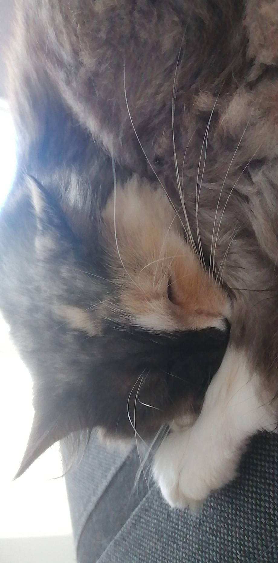 Chanel a rejoint le concours — aidez-le/la à gagner de superbes lots ! carnivore, cat, cloud, comfort, domestic_short_haired_cat, ear, eye, eyelash, fawn, felidae, fur, hair, head, human_body, leg, paw, small_to_medium_sized_cats, snout, tail, whiskers
