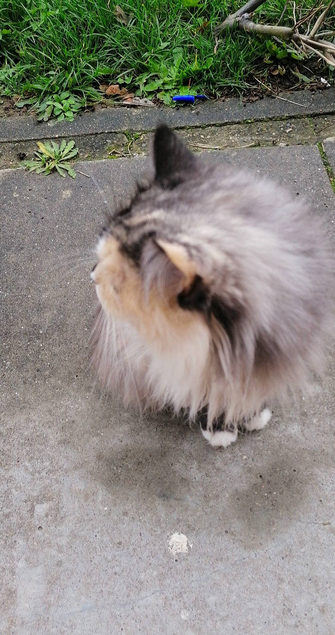 Chanel a rejoint le concours — aidez-le/la à gagner de superbes lots ! asphalt, british_longhair, carnivore, cat, fawn, felidae, flooring, fur, grass, natural_material, persian, plant, road_surface, small_to_medium_sized_cats, snout, tail, terrestrial_animal, whiskers
