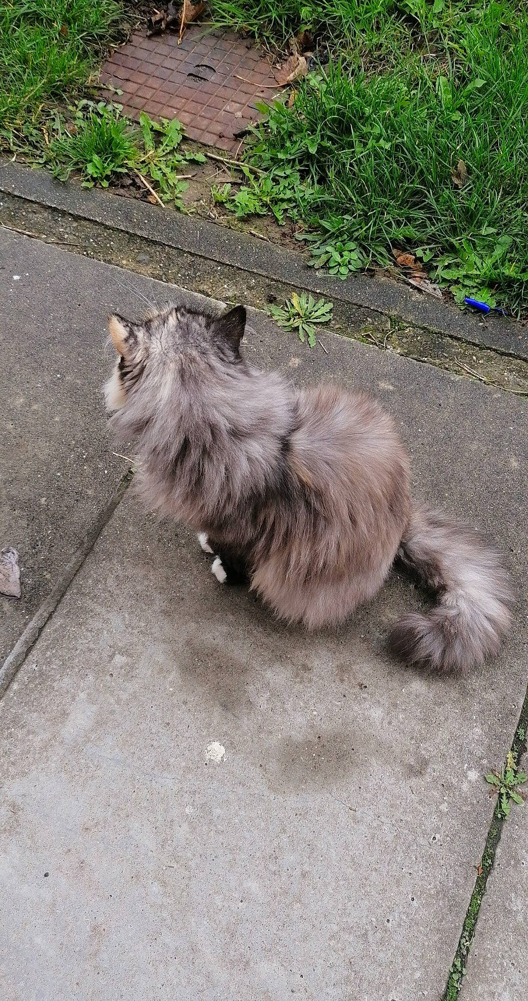Chanel a rejoint le concours — aidez-le/la à gagner de superbes lots ! asphalt, british_longhair, carnivore, cat, claw, dog_breed, domestic_short_haired_cat, fawn, felidae, fur, grass, grey, paw, persian, plant, road_surface, small_to_medium_sized_cats, tail, terrestrial_animal, whiskers