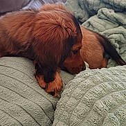 Avril participe au concours pour gagner de l'argent avec cette photo : animal, blanket, brown_fur, comfort, couch, cozy, cute, dog, domestic, fur, furniture, home, indoor, pet, puppy, relaxation, resting, sleepy, snuggle, soft_texture