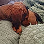 animal, blanket, brown_fur, comfort, couch, cozy, cute, dog, domestic, fur, furniture, home, indoor, pet, puppy, relaxation, resting, sleepy, snuggle, soft_texture
