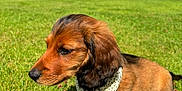 Avril a rejoint le concours — aidez-le/la à gagner de superbes lots ! animal, bandana, canine, cute, dachshund, dog, ears, fur, grass, greenery, nature, outdoor, pet, portrait, puppy, side_view, snout, summer, sunlight, young