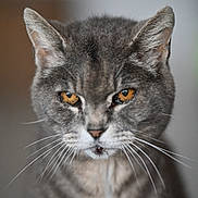 Coquin a rejoint le concours — aidez-le/la à gagner de superbes lots ! abyssinian, angora, animal, cat, gray, kitten, manx, pet, snout