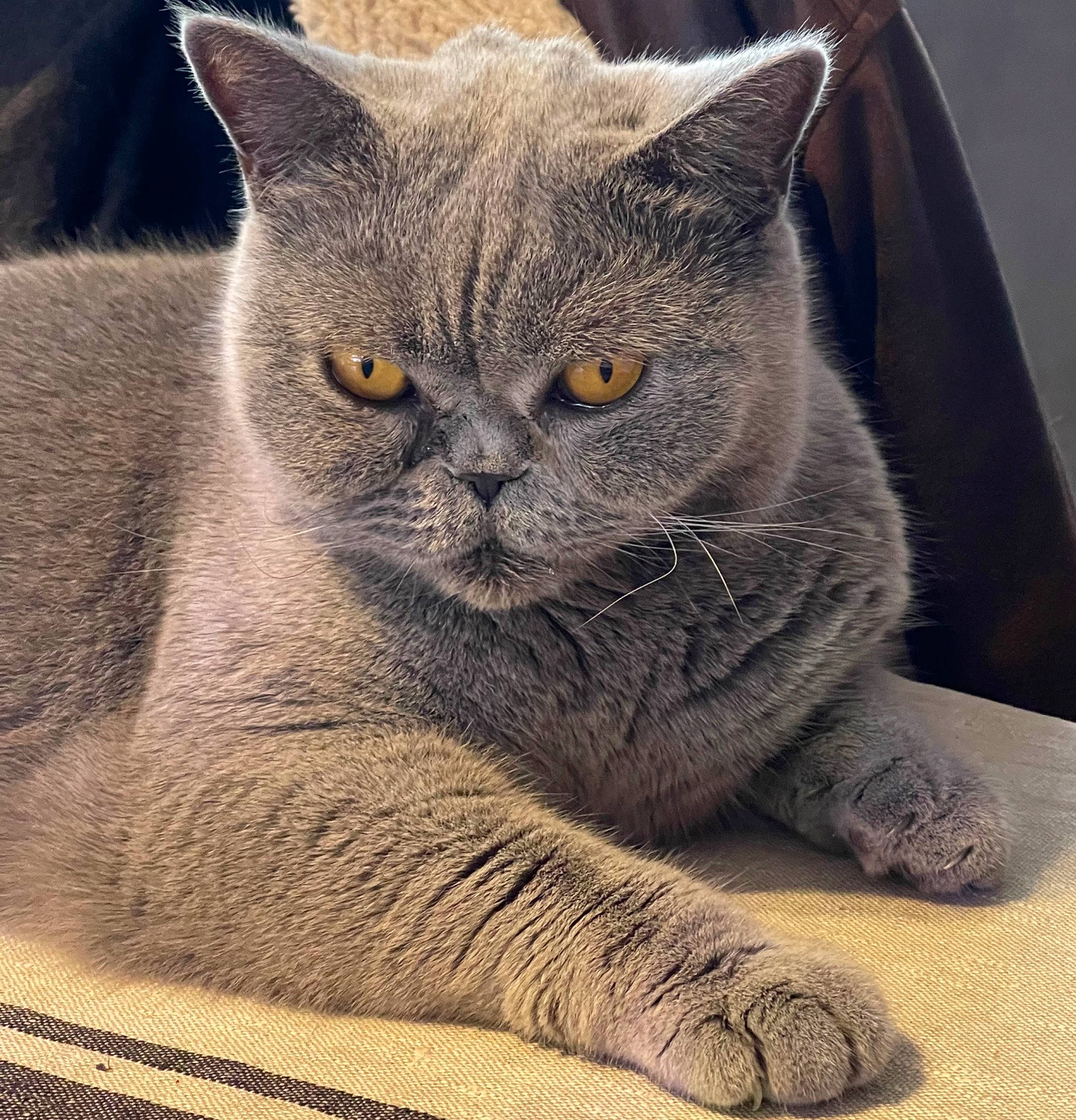 Jetset participe au concours pour gagner de l'argent avec cette photo : carnivore, cat, comfort, domestic_short_haired_cat, felidae, fur, grey, small_to_medium_sized_cats, snout, terrestrial_animal, whiskers