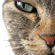 Nenette a rejoint le concours — aidez-le/la à gagner de superbes lots ! abyssinian, angora, animal, brasssection, cat, clothing, egyptiancat, fur, horn, kitten, manx, musicalinstrument, person, pet, sleeping, snout