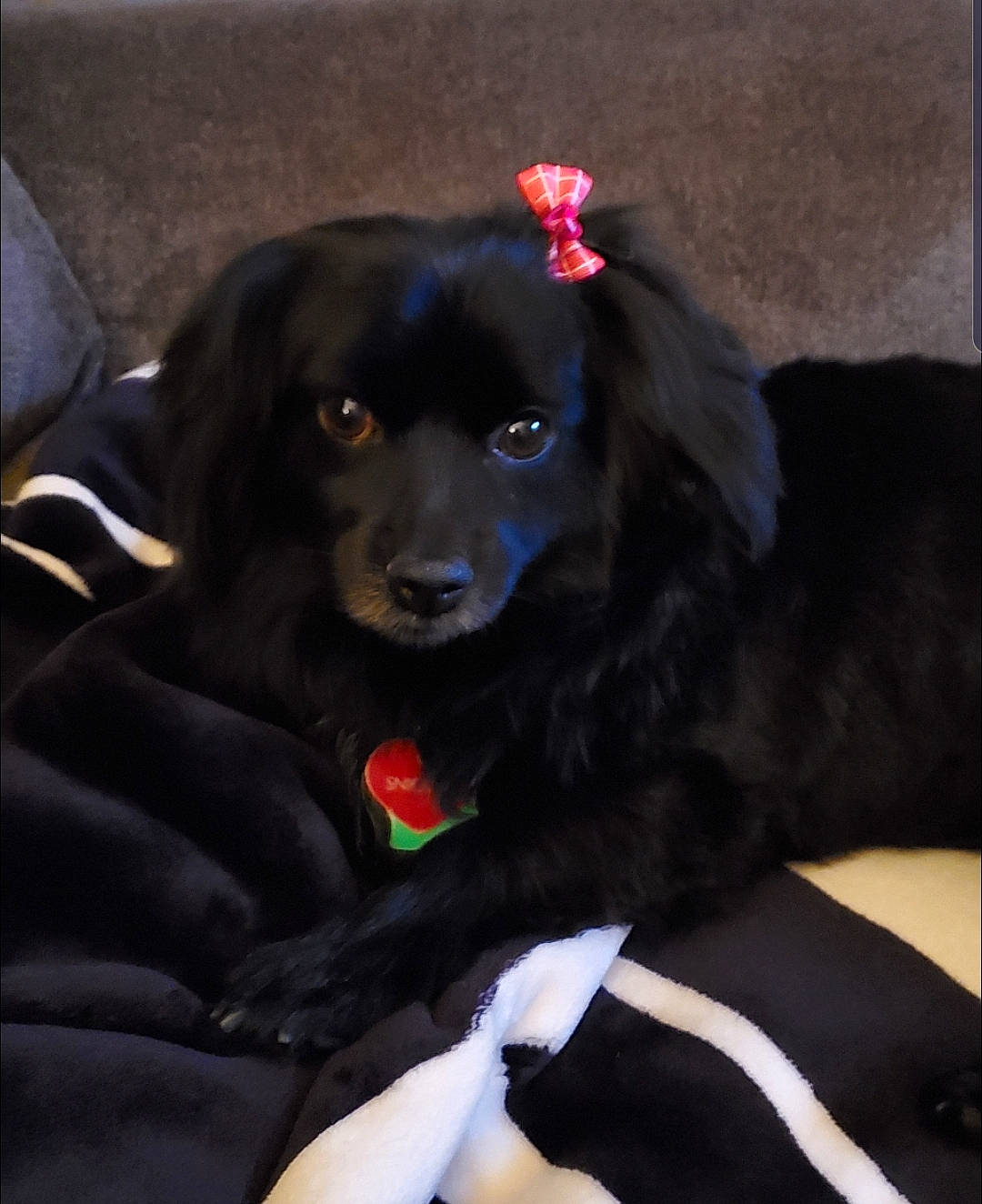 Snickers is registered to the contest to win money with this photo: beagador, borador, canidae, carnivore, companion_dog, dog, dog_breed, flat_coated_retriever, puppy, spaniel, sporting_group