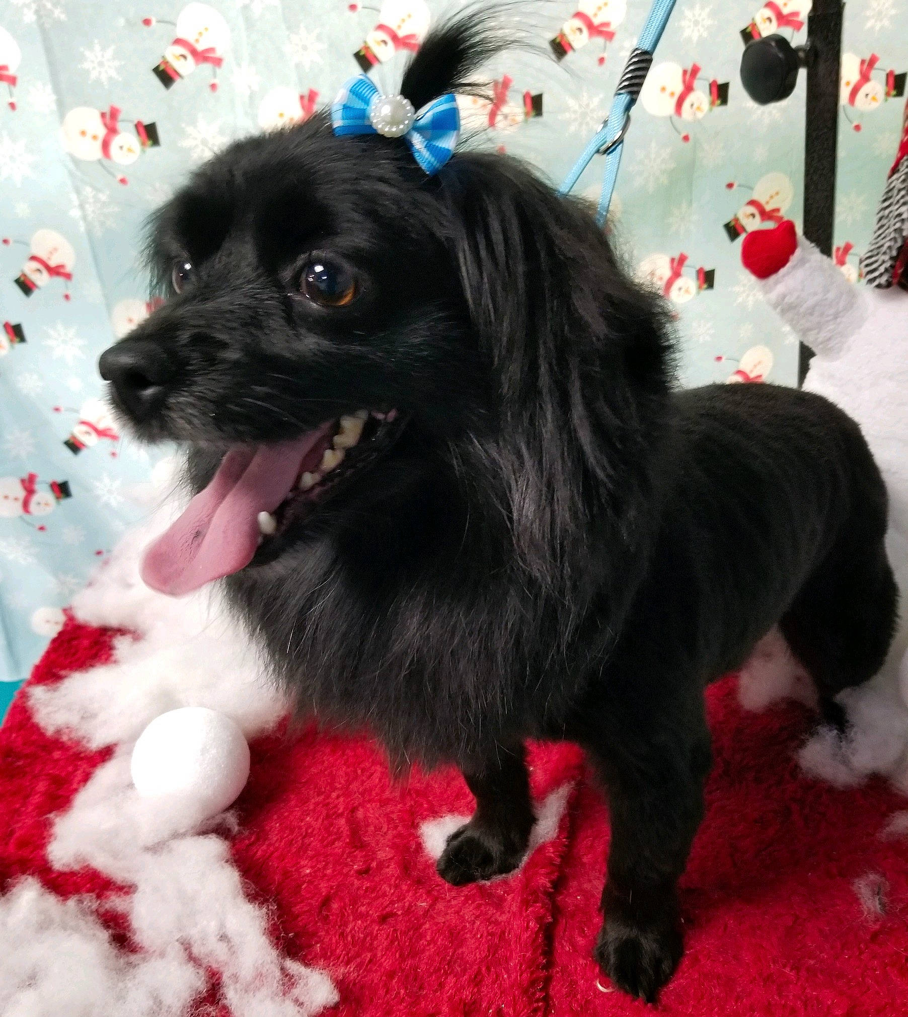 Snickers is registered to the contest to win money with this photo: canidae, carnivore, chinese_imperial_dog, companion_dog, dog, dog_breed, japanese_chin, mammal, pekapoo, pekingese, puppy, rare_breed_dog, snout, sporting_group, tibetan_spaniel, toy_dog, vertebrate