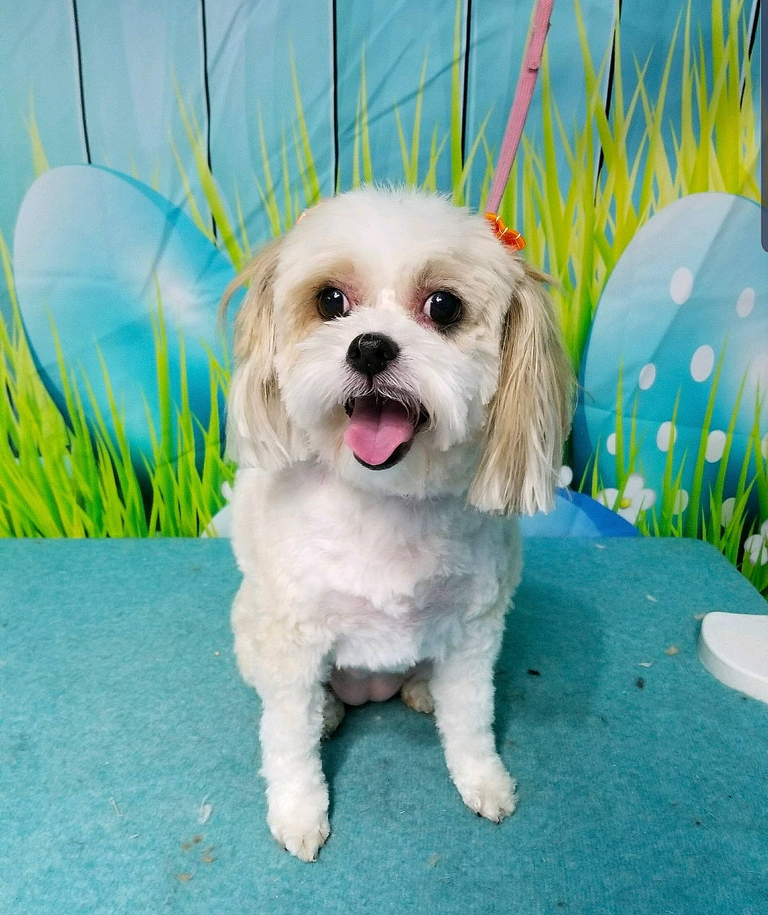 Buttons is registered to the contest to win money with this photo: canidae, carnivore, cavachon, cavapoo, chinese_imperial_dog, companion_dog, dog, dog_breed, kyi_leo, lhasa_apso, mal_shi, maltepoo, maltese, mammal, morkie, pekapoo, puppy, shih_poo, shih_tzu, vertebrate