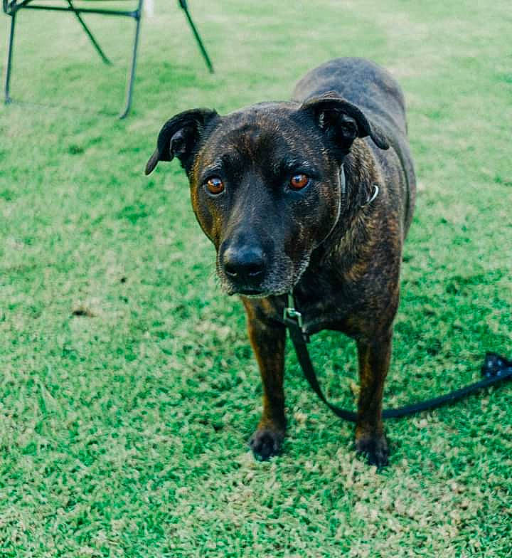 Mishka is registered to the contest to win money with this photo: canidae, carnivore, collar, companion_dog, dog, dog_breed, dog_collar, fawn, grass, guard_dog, hunting_dog, non_sporting_group, pet_supply, plant, snout, sporting_group, terrestrial_animal, whiskers, working_animal, working_dog