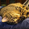 animal, blanket, cat, close_up, cozy, cushion, cute, domestic_animal, ear, feline, fur, indoor, paw, pet, relaxed, resting, sleeping, soft, tabby, whiskers
