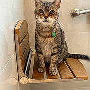 Raylan joined the competition — help win amazing prizes! animal, bathroom, cat, collar, domestic_animal, ears, feline, floor_tiles, fur, indoor, looking_at_camera, metal_handle, pet, shower, sitting, tabby, tag, wall_tiles, whiskers, wooden_bench