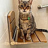 animal, bathroom, cat, collar, domestic_animal, ears, feline, floor_tiles, fur, indoor, looking_at_camera, metal_handle, pet, shower, sitting, tabby, tag, wall_tiles, whiskers, wooden_bench