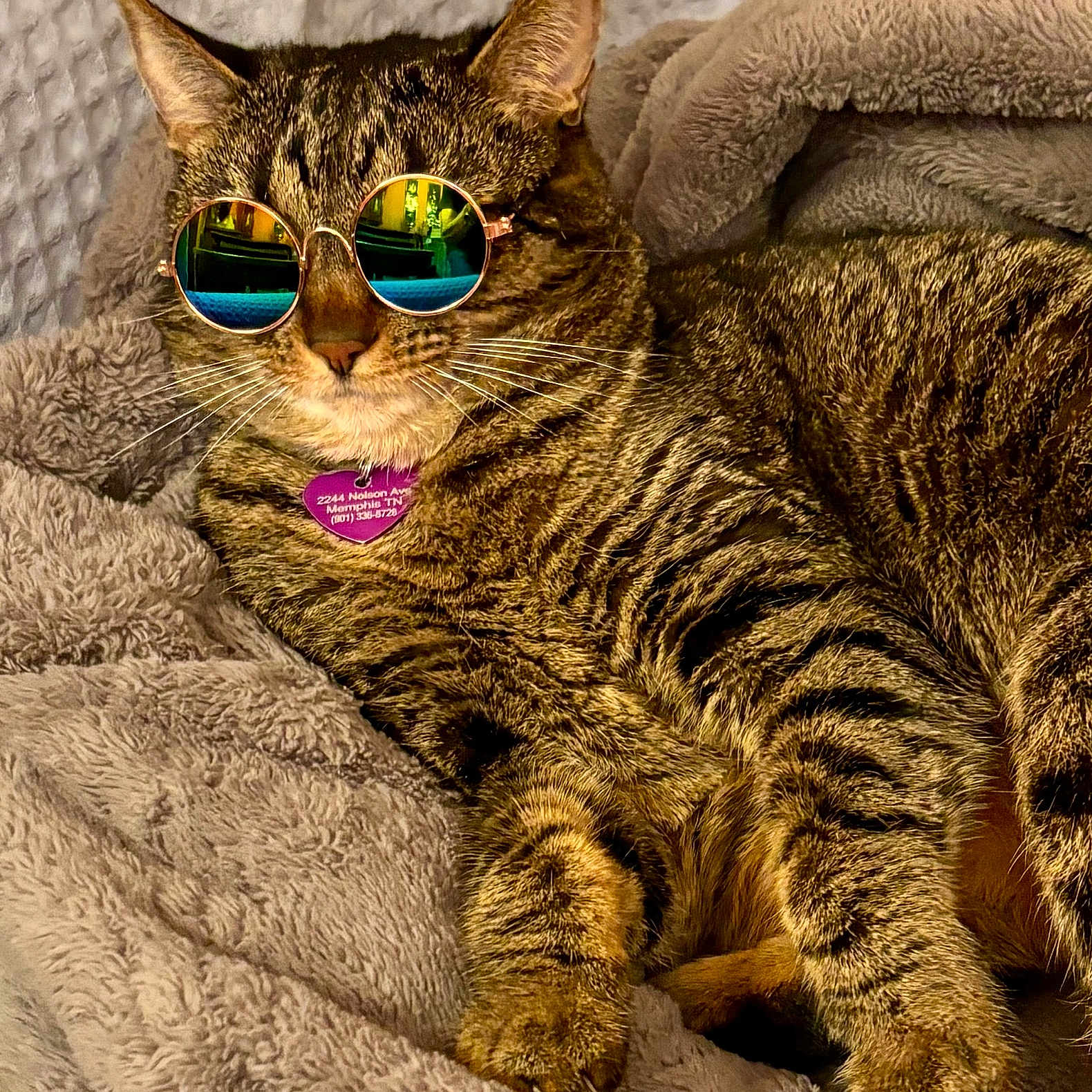 Merriweather joined the competition — help win amazing prizes! accessory, animal, blanket, cat, closeup, comfortable, cozy, cute, domestic_cat, feline, fur, indoor, mammal, pet, portrait, relaxed, resting, sunglasses, tabby_cat, whiskers