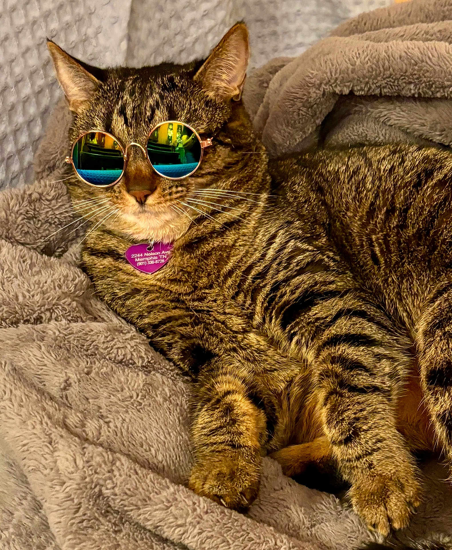 Merriweather joined the competition — help win amazing prizes! cat, tabby_cat, sunglasses, blanket, cozy, pet, animal, feline, relaxed, indoor, fur, whiskers, cute, resting, comfortable, domestic_cat, portrait, closeup, mammal, accessory