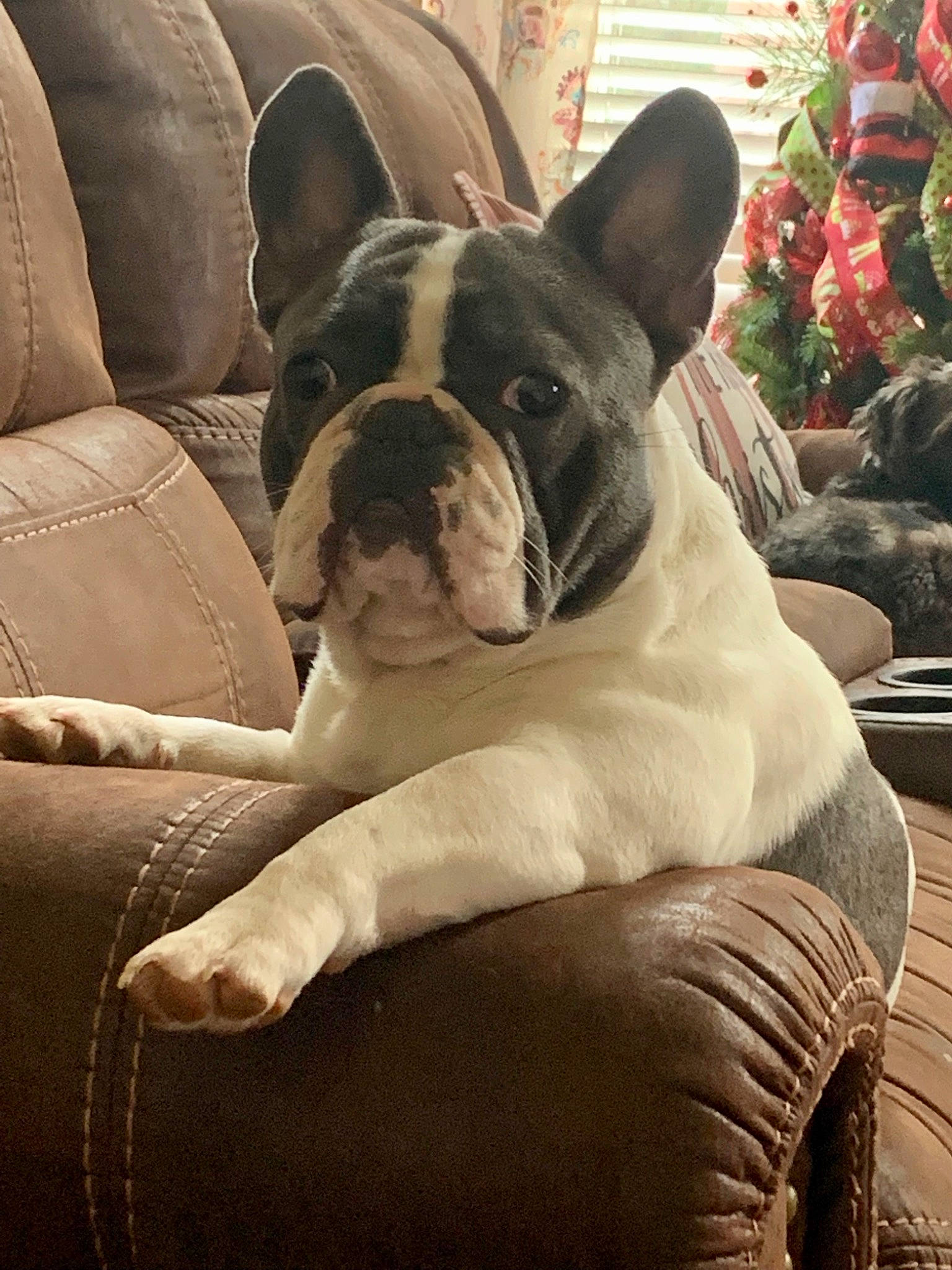Gus is registered to the contest to win money with this photo: bulldog, canidae, carnivore, comfort, companion_dog, couch, dog, dog_breed, fawn, french_bulldog, head, plant, snout, sporting_group, terrestrial_animal, toy_dog, whiskers, window, working_animal, wrinkle