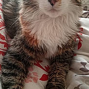 Whiskey joined the competition — help win amazing prizes! cat, feline, pet, animal, tabby, fluffy, relaxed, bedspread, indoor, close_up, whiskers, paws, ears, eyes, fur, resting, cute, domestic, mammal, portrait