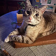 Blizzy joined the competition — help win amazing prizes! cat, tabby_cat, pet, animal, feline, wide_eyed, portrait, close_up, indoors, home, kitchen, wooden_tray, table, placemat, houseplant, refrigerator, collar, striped_fur, sitting, cozy