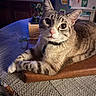 cat, tabby_cat, pet, animal, feline, wide_eyed, portrait, close_up, indoors, home, kitchen, wooden_tray, table, placemat, houseplant, refrigerator, collar, striped_fur, sitting, cozy