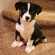 Perseus is registered to the contest to win money with this photo: adorable, animal, black_and_white, carpet, cute, dog, ears, face, fur, home, indoor, looking, nose, paw, pet, puppy, sitting, stairs, tail, young
