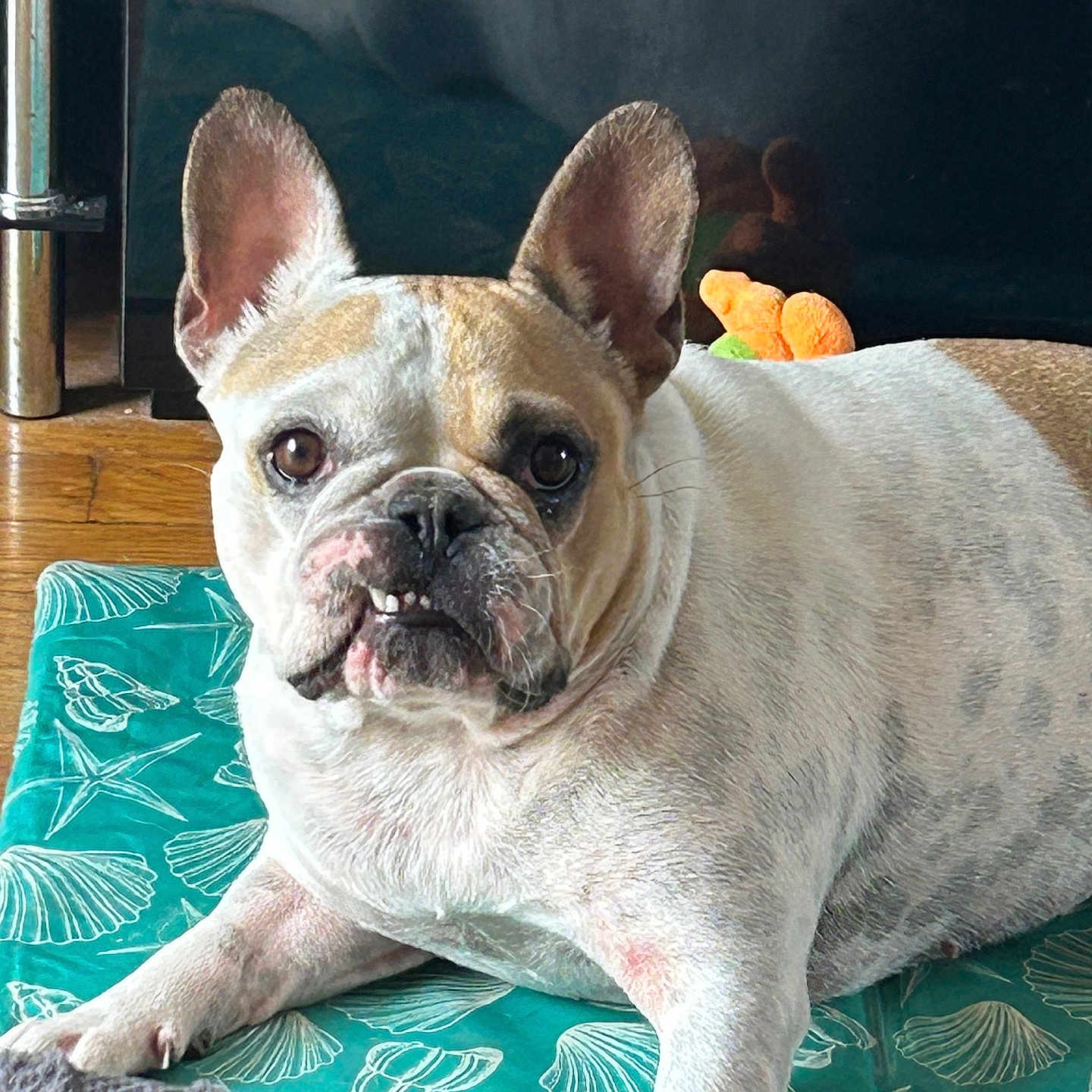 Salsa participe au concours pour gagner de l'argent avec cette photo : dog, french_bulldog, pet, indoor, mat, teal, seashell_pattern, starfish_pattern, plush_toy, orange_toy, floor, wooden_floor, lying_down, ears_up, underbite, close_up, animal, cute, companion, relaxed