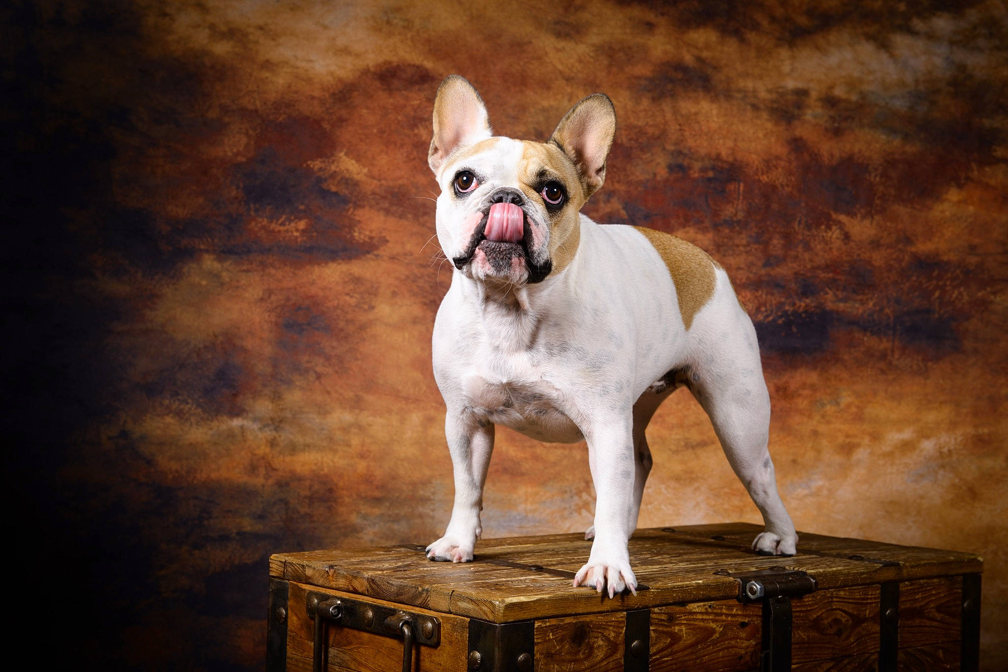 Salsa participe au concours pour gagner de l'argent avec cette photo : ancient_dog_breeds, art, bulldog, canidae, carnivore, companion_dog, dog, dog_breed, dog_collar, fawn, french_bulldog, molosser, snout, sporting_group, table, terrestrial_animal, toy_dog, white_english_bulldog, wood, wrinkle