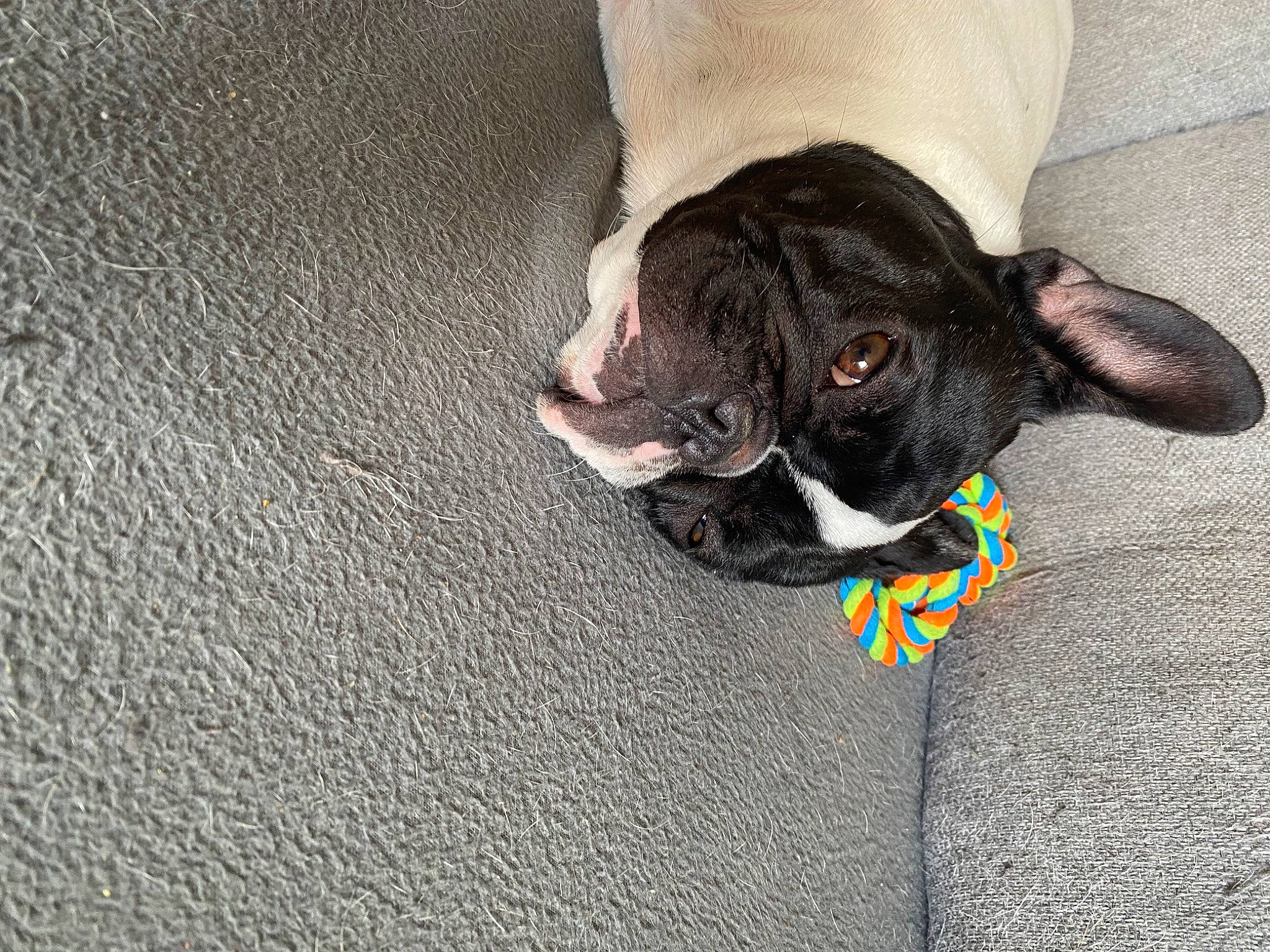 Rosy participe au concours pour gagner de l'argent avec cette photo : boston_terrier, bulldog, carnivore, comfort, companion_dog, dog, dog_breed, fawn, flooring, french_bulldog, fur, grey, paw, pug, sporting_group, tail, terrestrial_animal, toy_dog, whiskers, working_animal