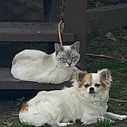 Sadie And Highjack is registered to the contest to win money with this photo: cat, dog, outdoor, grass, wooden_steps, pet, animal, relaxed, fluffy, white, grey, brown, lying_down, nature, companion, cute, furry, domestic_animal, resting, calm