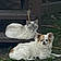 Sadie And Highjack