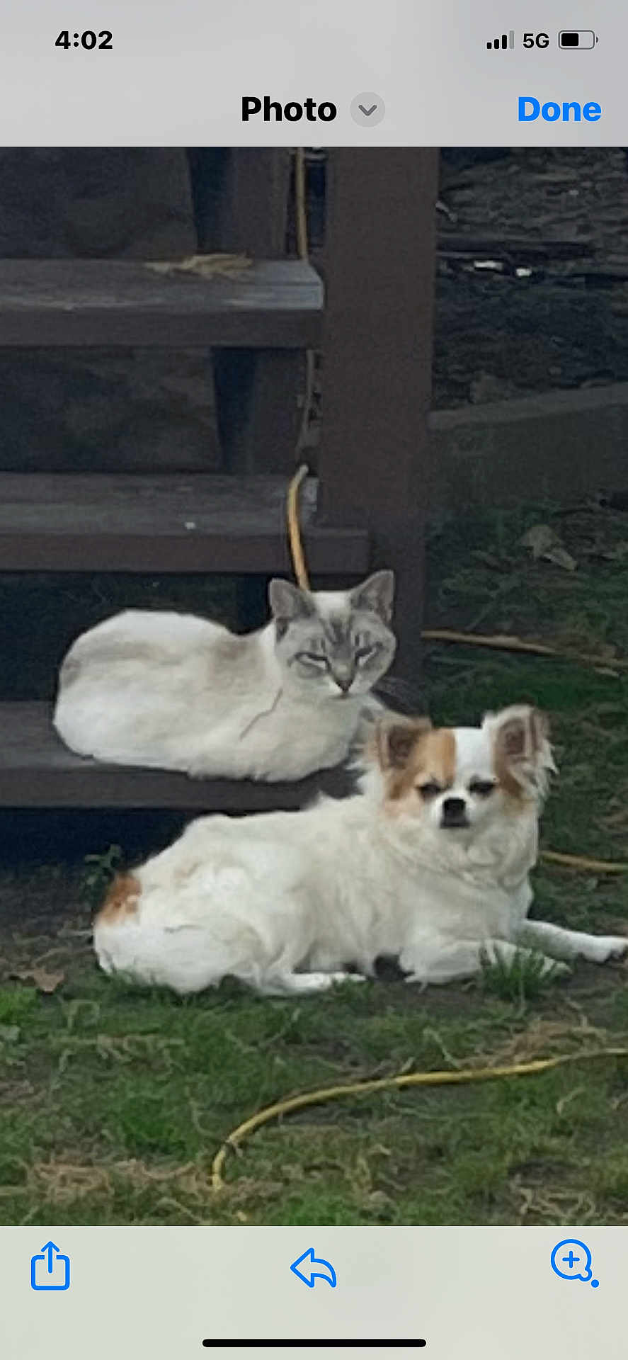 Sadie And Highjack is registered to the contest to win money with this photo: cat, dog, outdoor, grass, wooden_steps, pet, animal, relaxed, fluffy, white, grey, brown, lying_down, nature, companion, cute, furry, domestic_animal, resting, calm