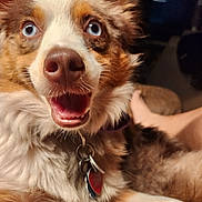 Bluey joined the competition — help win amazing prizes! animal, blue_eyes, canine, close_up, collar, cozy, dog, domestic, fluffy_fur, friendly, fur, happy, home, indoor, mouth_open, pet, portrait, relaxed, smiling, tags