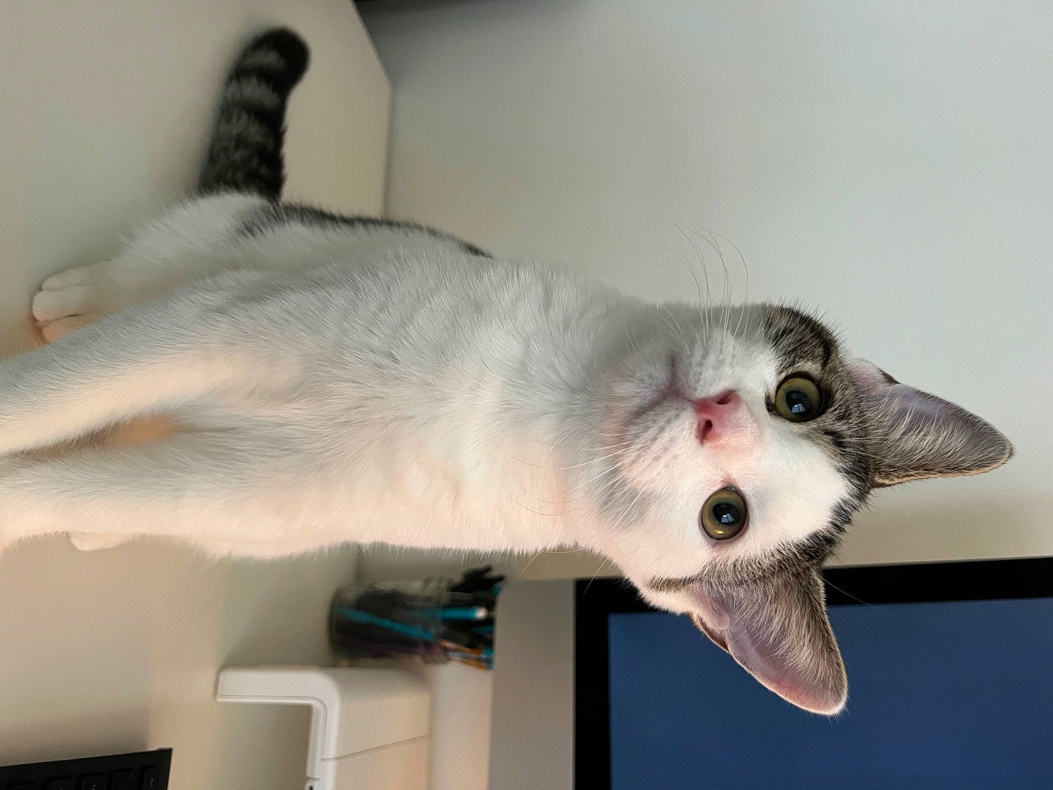 Bentley is registered to the contest to win money with this photo: carnivore, cat, domestic_short_haired_cat, fang, felidae, fur, jaw, paw, small_to_medium_sized_cats, snout, tail, whiskers