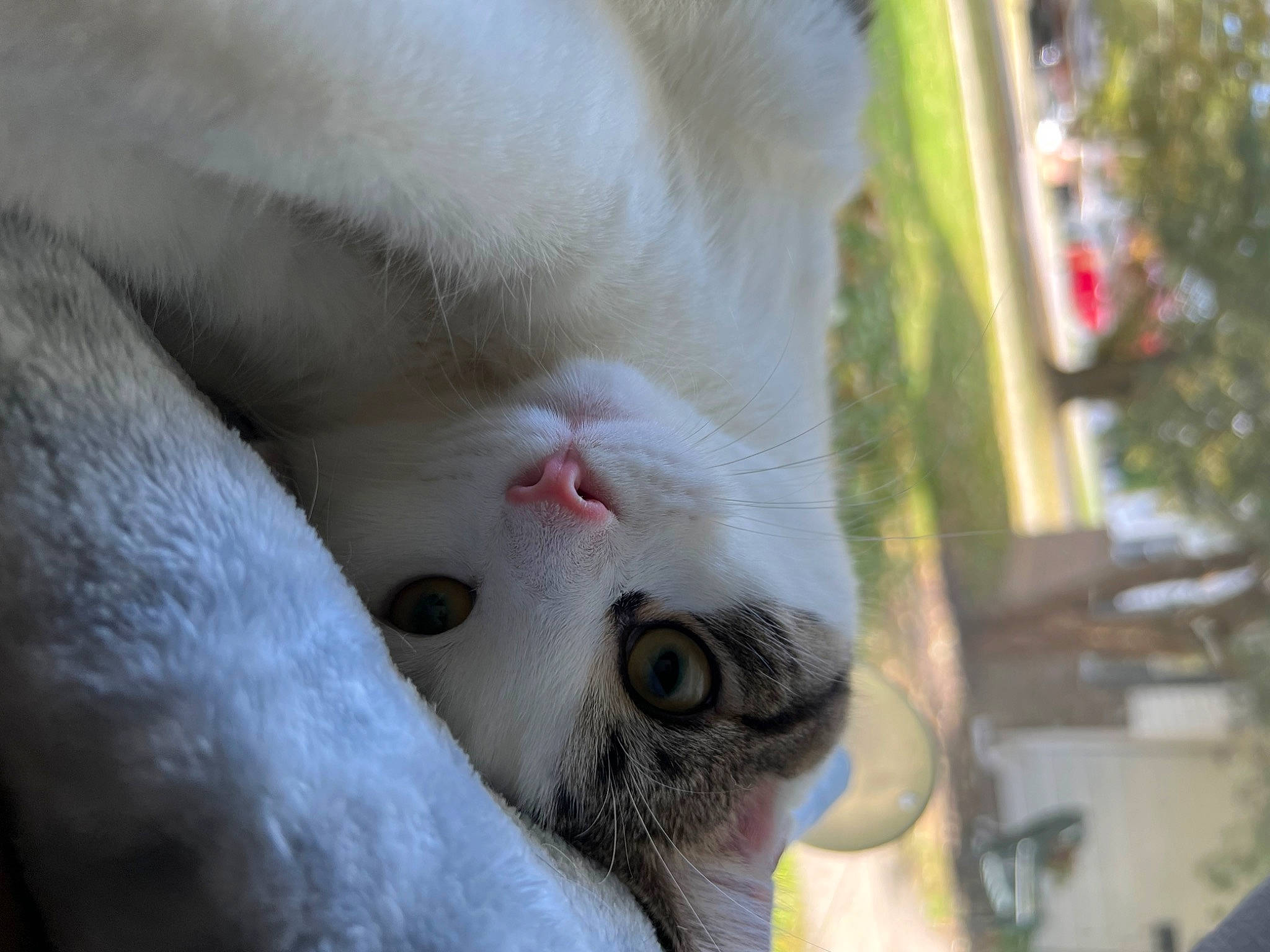 Bentley joined the competition — help win amazing prizes! carnivore, cat, claw, domestic_short_haired_cat, eye, eyebrow, eyelash, fawn, felidae, fur, paw, plant, small_to_medium_sized_cats, snout, tail, terrestrial_animal, tree, whiskers