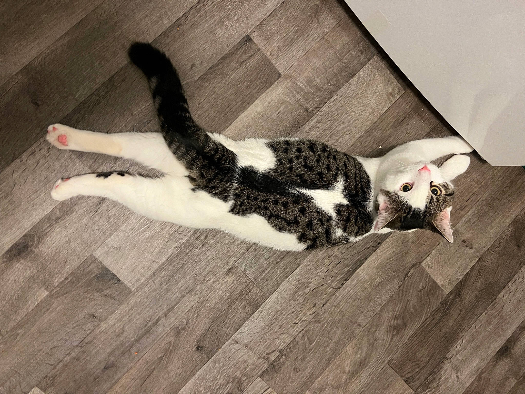 Bentley joined the competition — help win amazing prizes! carnivore, cat, comfort, companion_dog, domestic_short_haired_cat, felidae, floor, flooring, fur, hardwood, laminate_flooring, linens, paw, room, small_to_medium_sized_cats, tail, whiskers, wood, wood_flooring, wood_stain