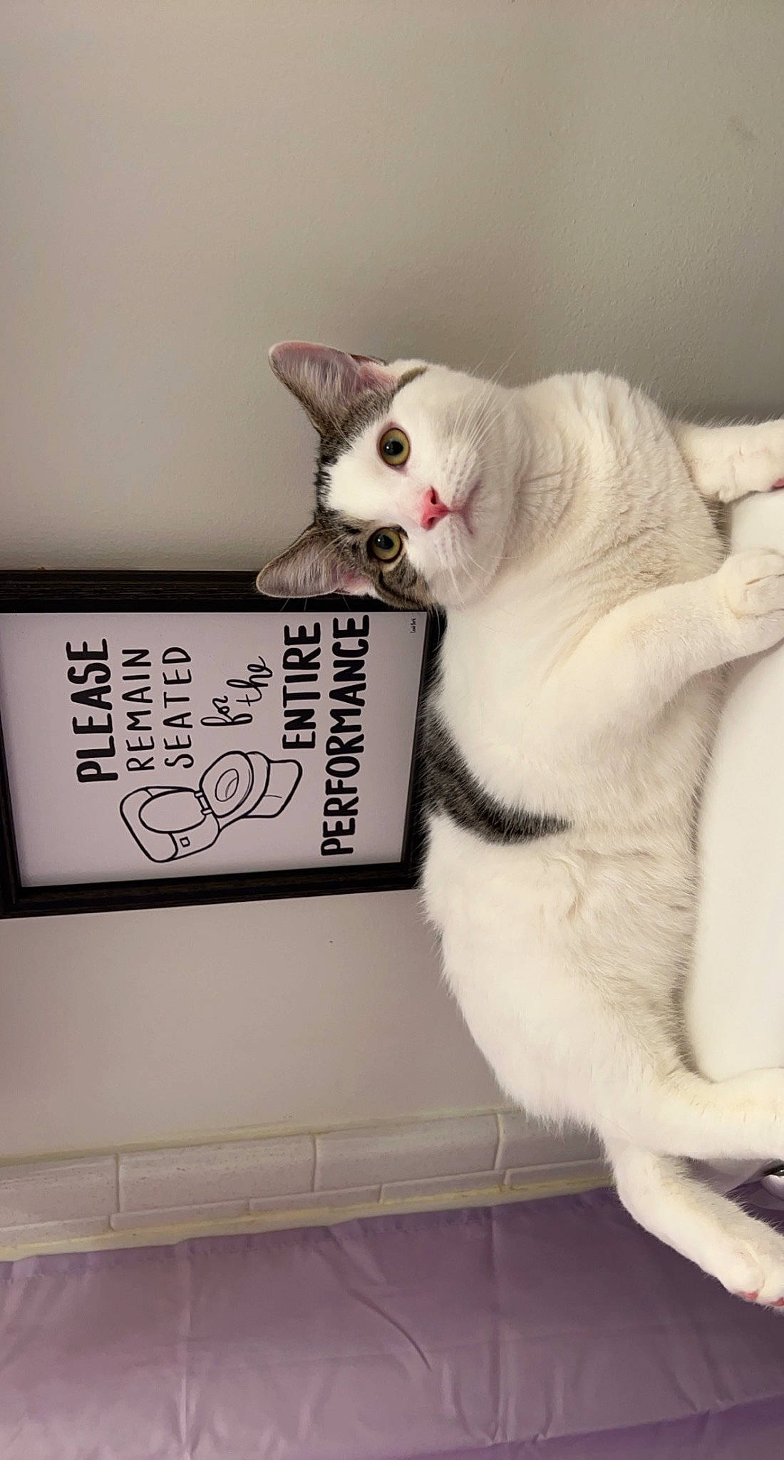 Bentley is registered to the contest to win money with this photo: box, cardboard, carnivore, carton, cat, claw, comfort, domestic_short_haired_cat, fawn, felidae, fur, mammal, paw, photo_caption, shelf, small_to_medium_sized_cats, snout, tail, vertebrate, whiskers