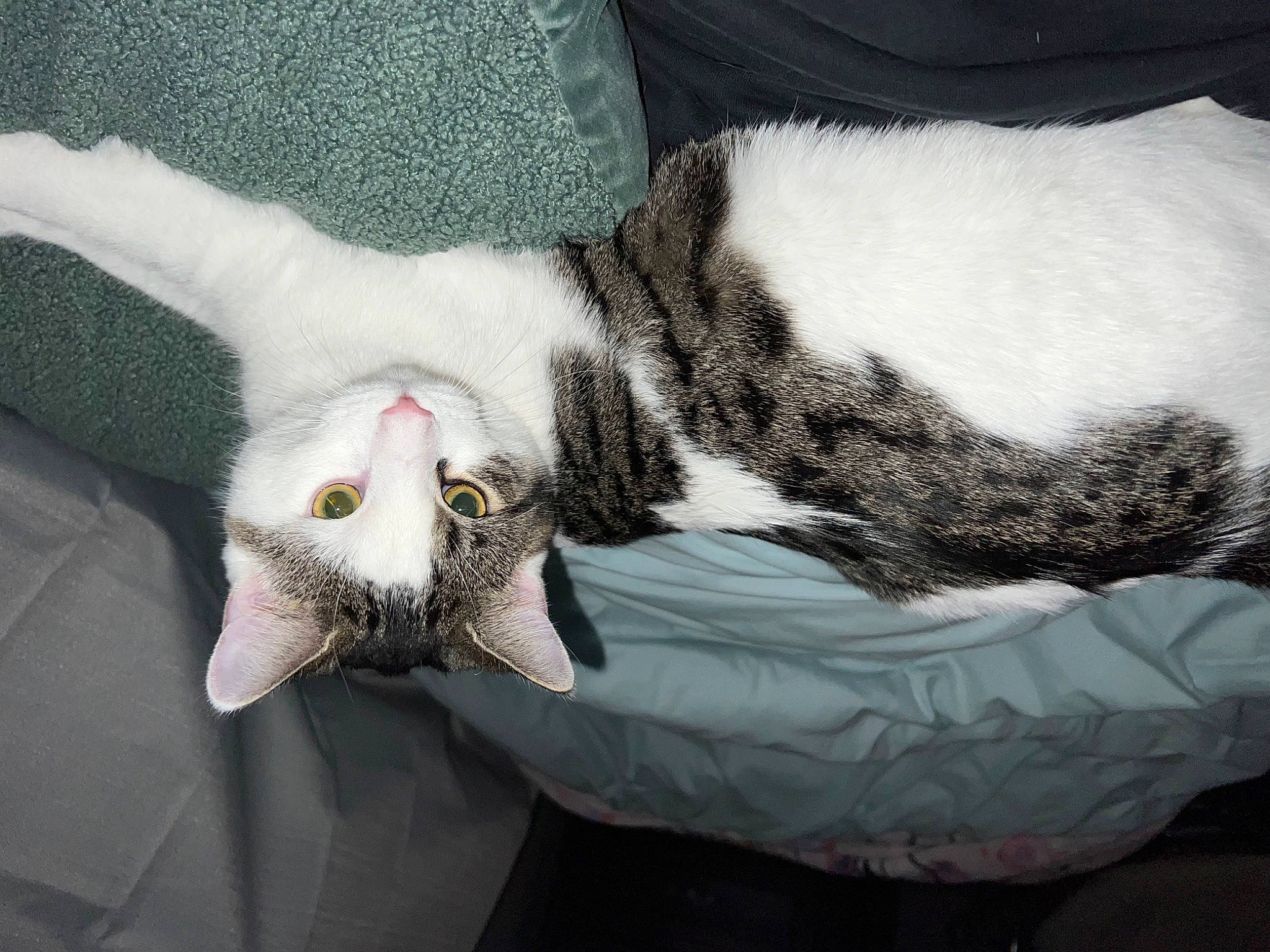 Bentley joined the competition — help win amazing prizes! beak, bird_of_prey, canidae, carnivore, cat, claw, comfort, domestic_short_haired_cat, felidae, fur, grey, linens, paw, small_to_medium_sized_cats, snout, sporting_group, tail, whiskers, wing