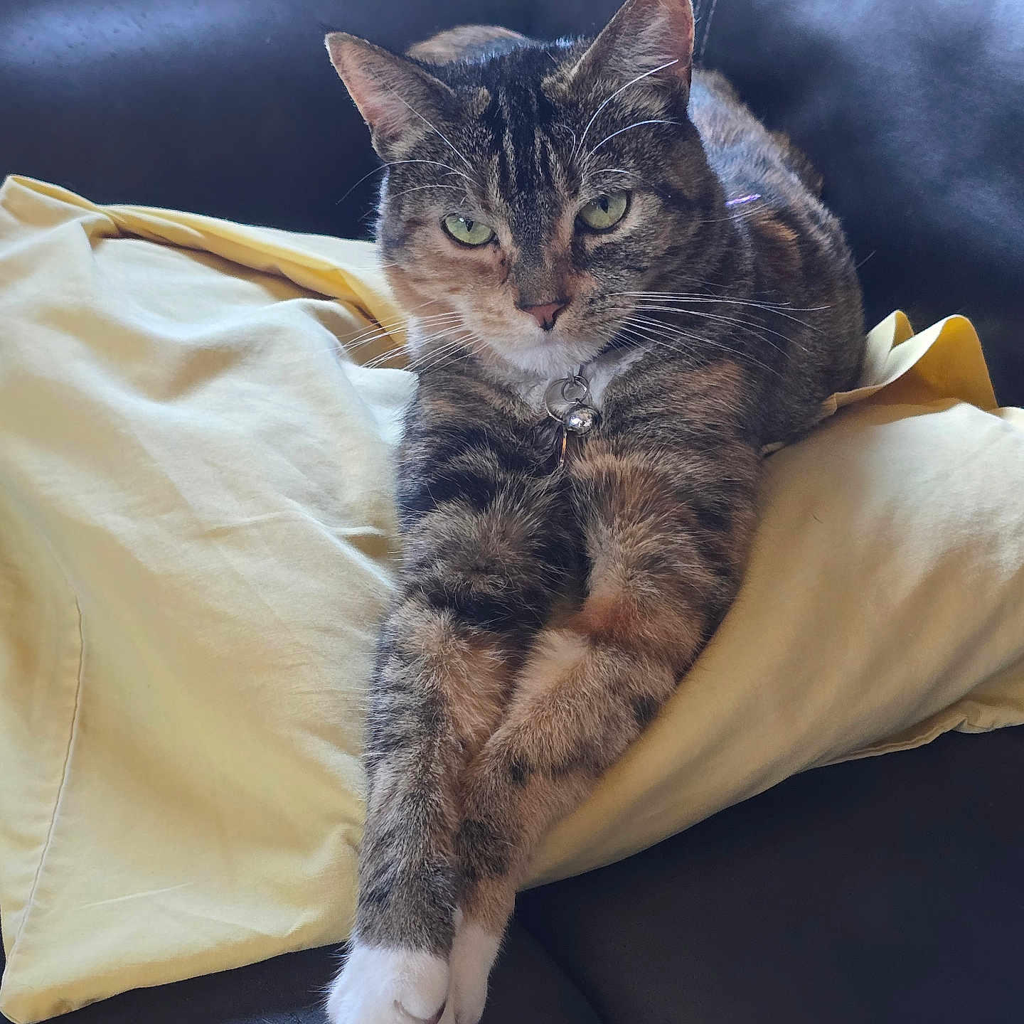 Nezuko joined the competition — help win amazing prizes! cat, tabby_cat, pet, animal, feline, pillow, yellow_pillow, couch, leather_couch, indoor, relaxed, stretching, fur, whiskers, green_eyes, collar, domestic_cat, resting, close_up, comfortable