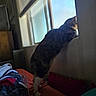 cat, window, bed, blanket, pillow, indoor, curious, pet, feline, natural_light, stretching, looking_out, home, cozy, furniture, animal, domestic, resting_place, daylight, curiosity