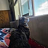 Nezuko joined the competition — help win amazing prizes! cat, indoor, window, blanket, sunlight, pet, feline, mesh_screen, looking_out, cozy, bed, fur, domestic_animal, resting, side_view, daylight, curiosity, animal, quiet, home