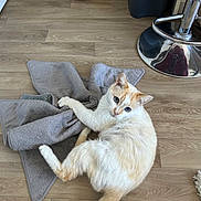 Bidouille a rejoint le concours — aidez-le/la à gagner de superbes lots ! cat, cream_cat, orange_cat, towel, wooden_floor, pet_bowls, indoor, flooring, playful, curious, animal, feline, domestic_cat, pet, resting, looking_up, cozy, household, stool, reflection