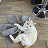 cat, cream_cat, orange_cat, towel, wooden_floor, pet_bowls, indoor, flooring, playful, curious, animal, feline, domestic_cat, pet, resting, looking_up, cozy, household, stool, reflection