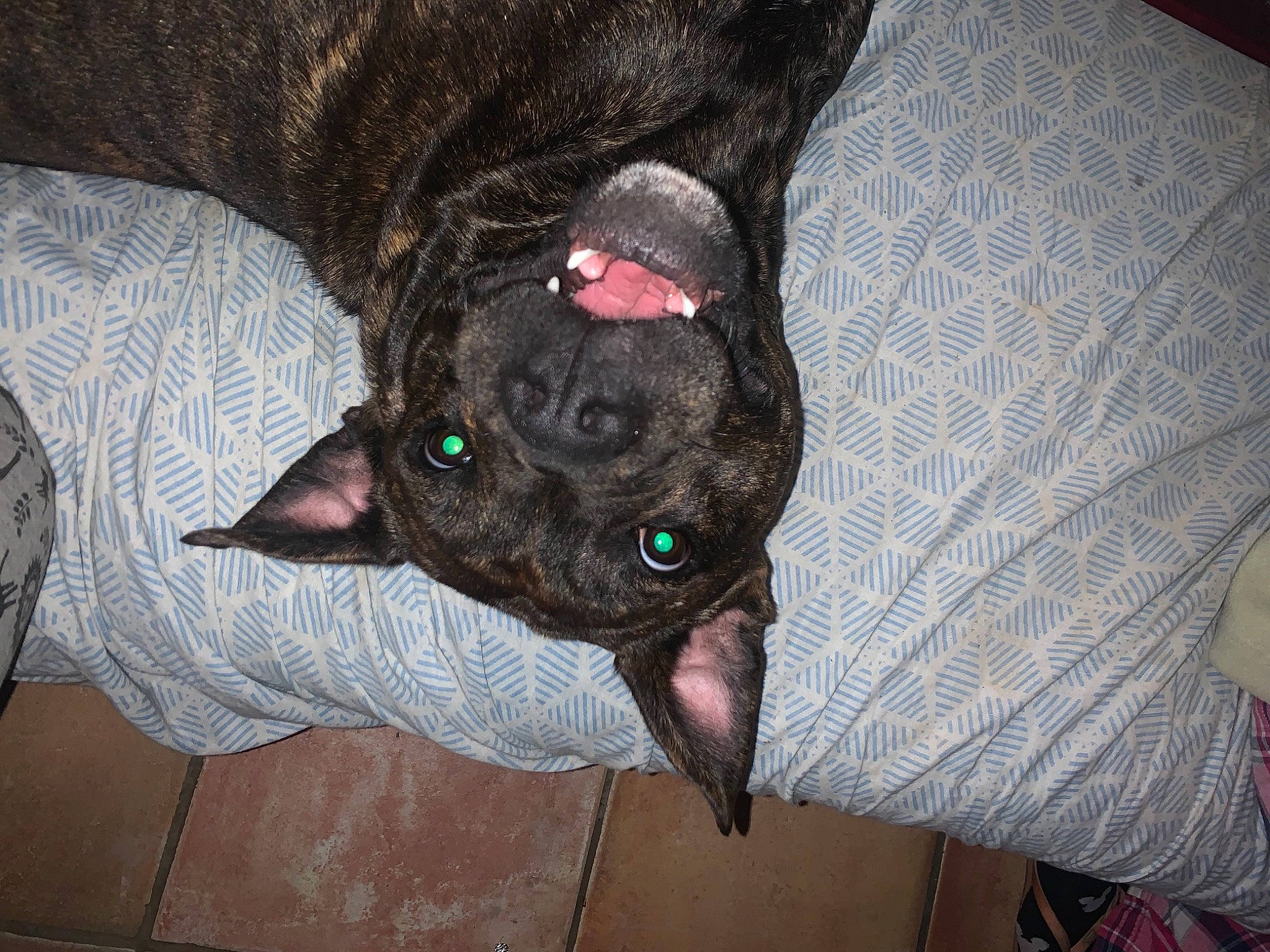 Maggy a rejoint le concours — aidez-le/la à gagner de superbes lots ! borador, canidae, carnivore, comfort, companion_dog, dog, dog_breed, fawn, fur, liver, natural_material, non_sporting_group, snout, sporting_group, terrestrial_animal, working_animal