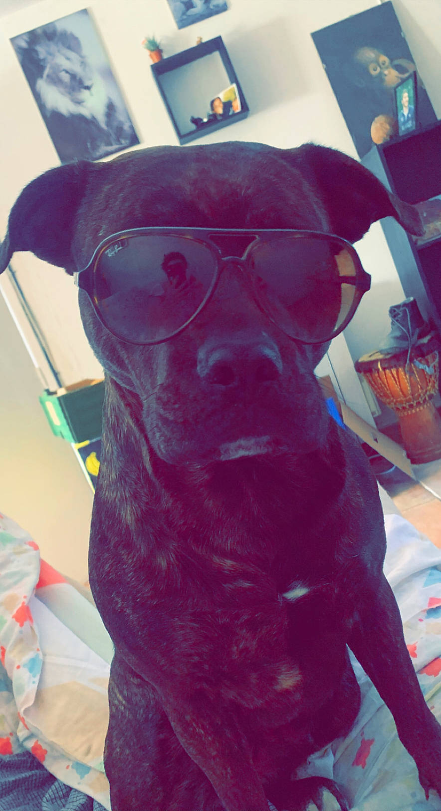 Maggy participe au concours pour gagner de l'argent avec cette photo : art, artifact, canidae, carmine, carnivore, companion_dog, costume, dog, dog_breed, dog_supply, eyewear, liver, magenta, personal_protective_equipment, sculpture, snout, sporting_group, toy_dog, visual_arts, working_animal