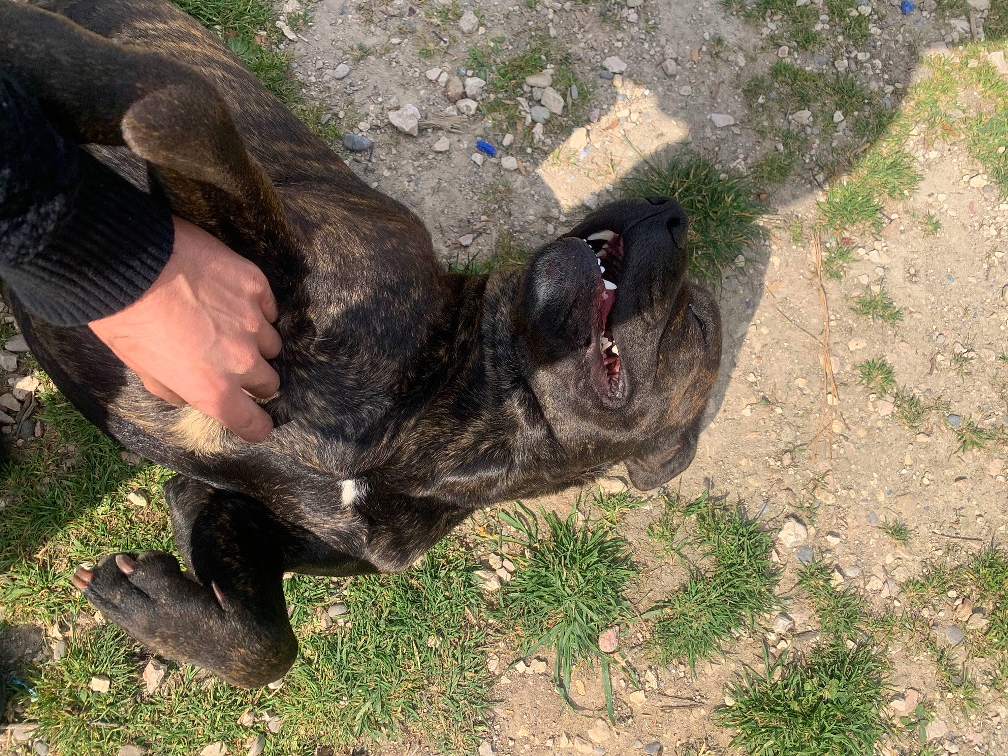 Maggy participe au concours pour gagner de l'argent avec cette photo : canidae, carnivore, dog_breed, fawn, foot, fur, grass, human_leg, livestock, outdoor_shoe, plant, snout, soil, sporting_group, tail, terrestrial_animal, working_animal