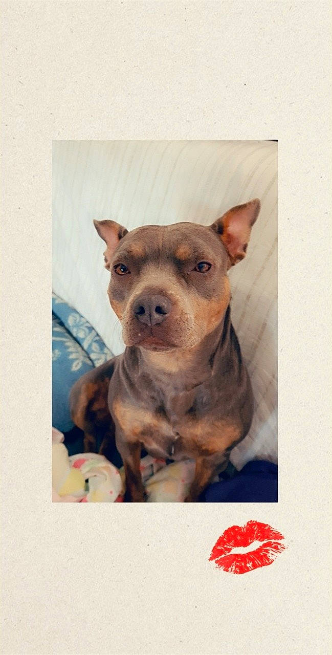 Djanga participe au concours pour gagner de l'argent avec cette photo : art, canidae, carnivore, companion_dog, dog, dog_breed, fawn, illustration, liver, mammal, metal, non_sporting_group, snout, sporting_group, terrestrial_animal, toy_dog, vertebrate, working_animal