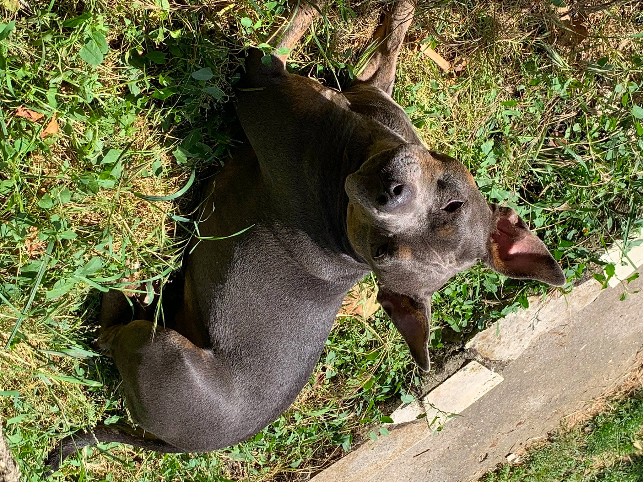 Djanga participe au concours pour gagner de l'argent avec cette photo : canidae, dog_breed, elephants_and_mammoths, fawn, grass, groundcover, landscape, livestock, natural_material, plant, soil, sporting_group, suidae, tapir, terrestrial_animal, wildlife, working_animal, zoo