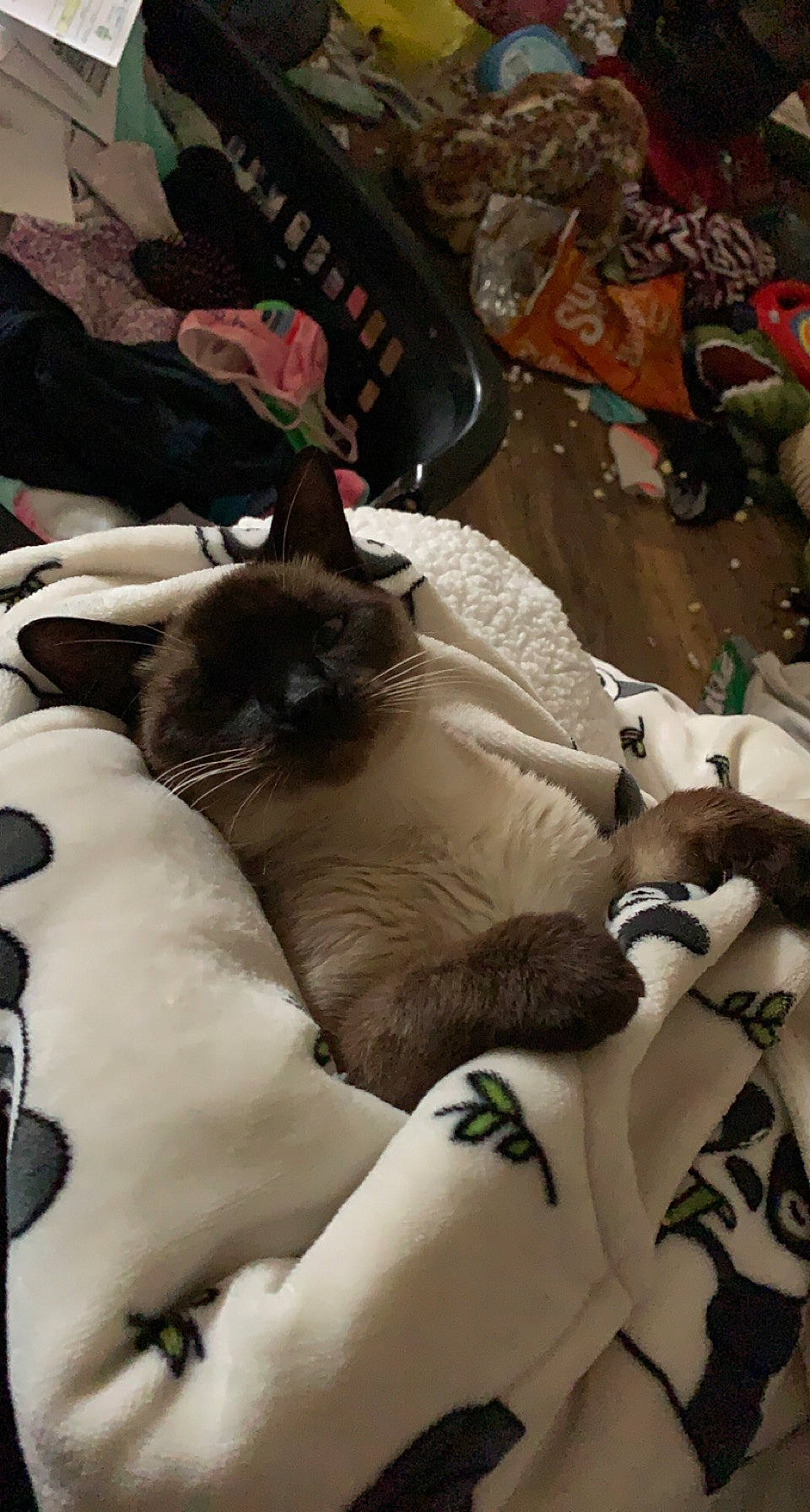 Snowball is registered to the contest to win money with this photo: bag, canidae, carnivore, cat, comfort, companion_dog, domestic_short_haired_cat, fawn, felidae, fur, human_leg, linens, luggage_and_bags, nap, pattern, siamese, small_to_medium_sized_cats, tail, thai, whiskers